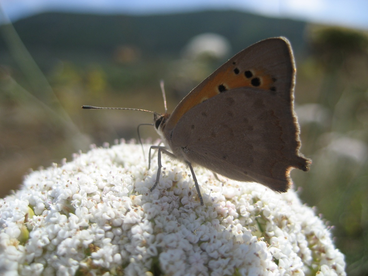 Lycaena Phlaeas ?